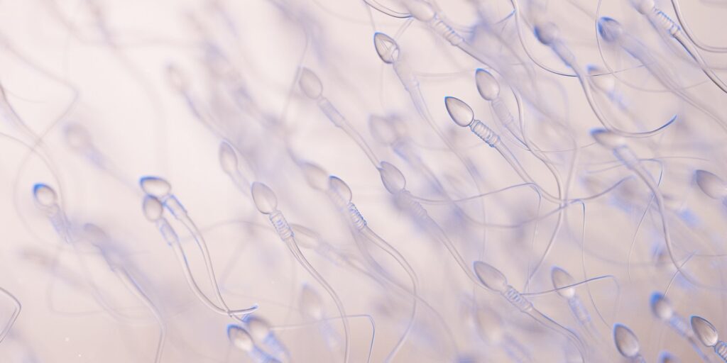 ¿Cuánto viven los espermatozoides?