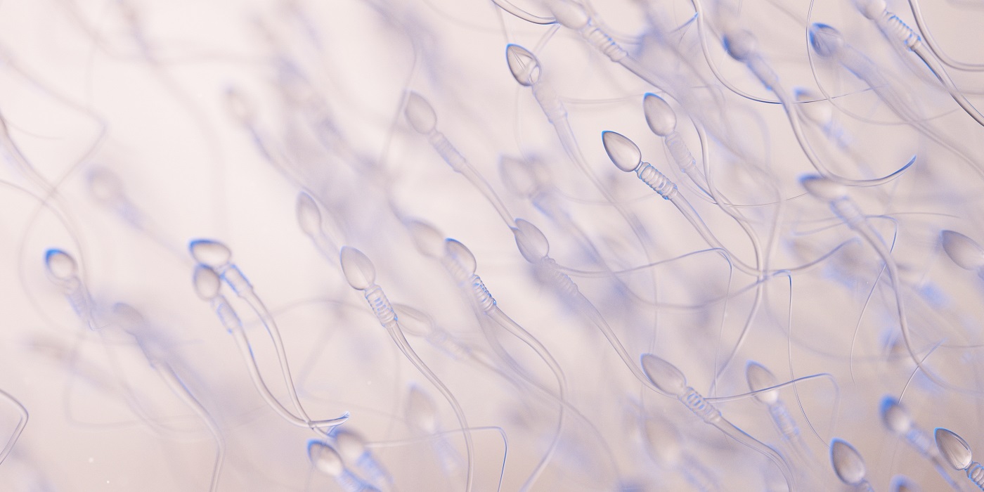vista detalle de espermatozoides